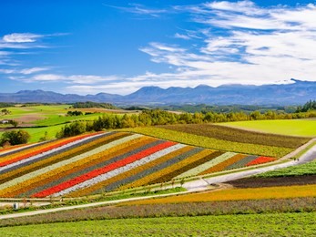 panoramic colorful flower field in shikisai-no-oka, biei, hokkaido, japan. vivid flower streak pattern attracts visitors. it is a very popular spot that can not be removed if sightseeing in hokkaido.