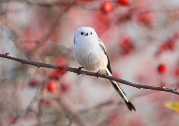 long-tailed tit or long-tailed bushtit (aegithalos caudatus) sits on a branch of wild rose bush against a background of red berries and sky