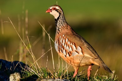 wild red-legged partridge in natural habitat of reeds and grasses on moorland in yorkshire dales, uk.