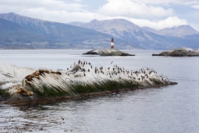 world end lighthouse (les eclaireurs lighthouse ),sea lions and birds in beagle channel, ushuaia, patagonia argentina