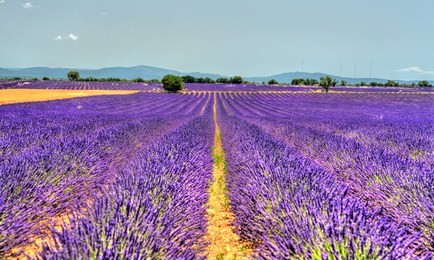view of a lavender field in provence, france