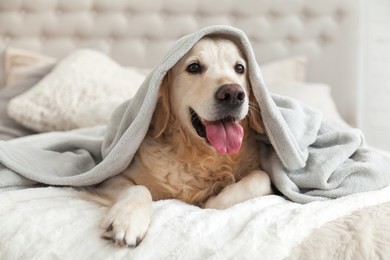 happy smiling young golden retriever dog under light gray plaid. pet warms under a blanket in cold winter weather. pets friendly and care concept.