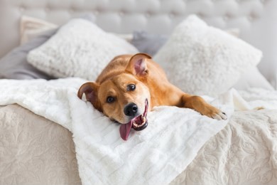 happy ginger mixed breed dog in luxurious bright colors scandinavian style bedroom with king-size bed. pets friendly  hotel or home room.