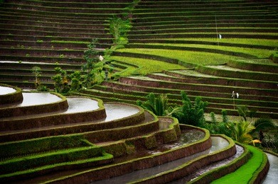 the dramatic and graphic rice terraces of belimbing, bali, indonesia, are in some cases thousands of years old and are a model of irrigation practices.