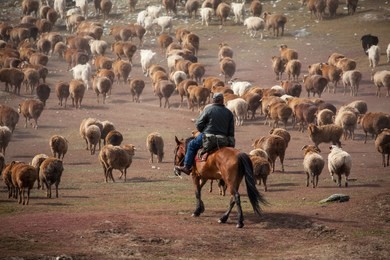 chinese xinjiang herders catching livestock