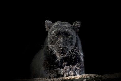 black panther animal