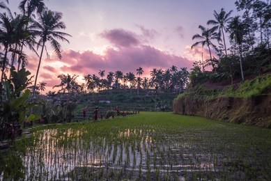 tegallalang rice terraces in ubud is famous for its beautiful scenes of rice paddies involving the subak (traditional balinese cooperative irrigation system), enlisted as a unesco world heritage site
