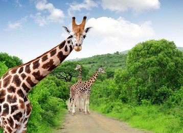 giraffes in kruger park south africa
