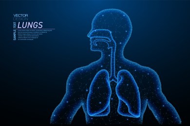 abstract polygonal light of healthy lungs - human organ. business wireframe mesh spheres from flying debris. medical concept. blue structure style vector illustration.