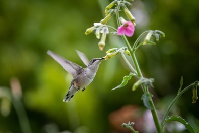 ruby throat hummingbird bird