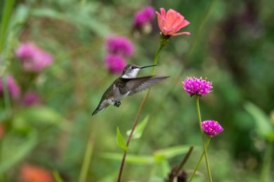 ruby throat hummingbird bird