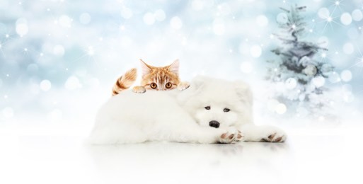 merry christmas signboard or gift card for pet shop, white dog and ginger cat pets isolated on blurred xmas lights and tree, copy space blank background