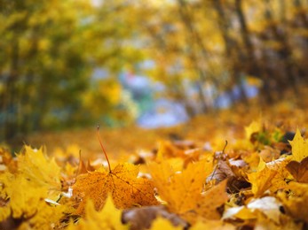 autumn bright maple leaf fallen on the road in the park