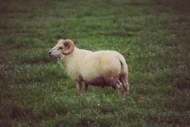 a single sheep grazing in a green grass meadow in iceland