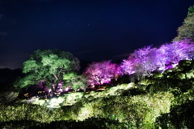 trees and plants night lighting at mifuneyama rakuen garden in saga, japan