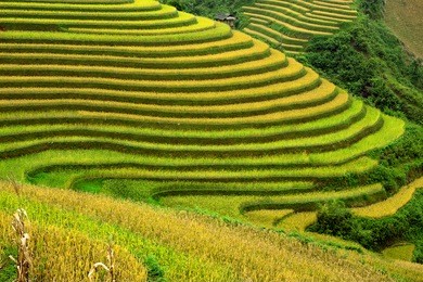 rice fields mu cang chai, vietnam