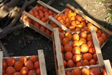 fresh persimmon fruit in a wooden boxes, close-up. agriculture and harvesting concept. ripe persimmons in garden with green trees