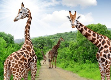giraffes in kruger park south africa