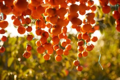 persimmons hanging and drying to make dried persimmons. dried persimmon. traditional japanese food