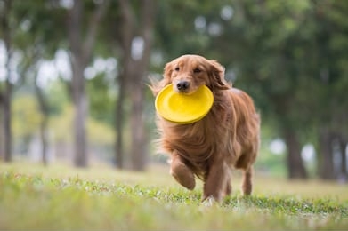 golden retriever playing in the meadow