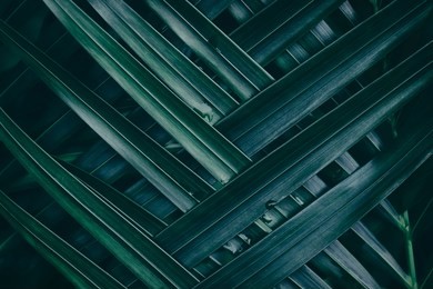 tropical palm leaf texture, dark green foliage, nature background