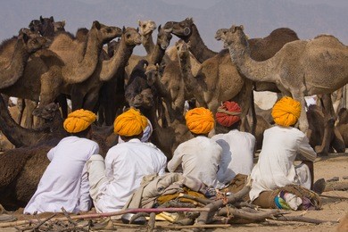 pushkar, india - november 20: pushkar camel mela (pushkar camel fair) on november 20, 2012 in pushkar, rajasthan, india. this fair is the largest camel trading fair in the world.