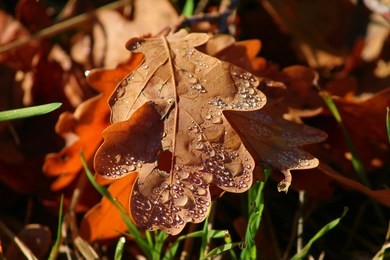 brown leaf with water drops
