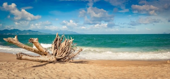  scenic view of nha trang beach at sunny day. beautiful tropical landscape. snag on the foreground. panorama