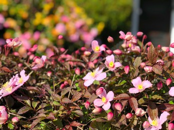 beautiful pink rosa rubiginosa in front of house white fence green grass blue sky in springtime