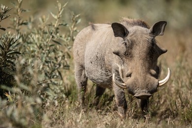 the warthog portrait