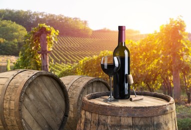 red wine with barrel on vineyard in green tuscany, italy