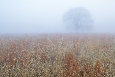 autumn landscape of tall grass prairie in fog, fort custer state park, michigan, usa