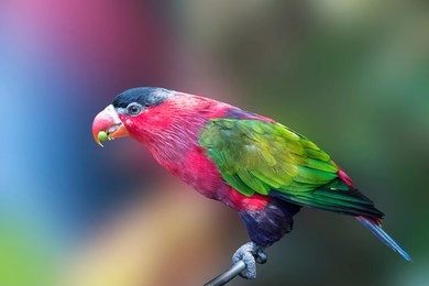 parrot, colorful bird wildlife isolated background,zoo tropical animal exotic
