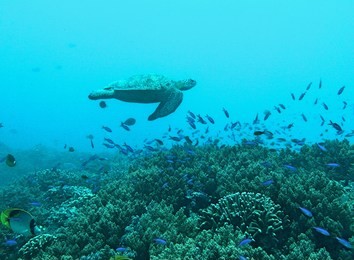 sipadan island  malaysia