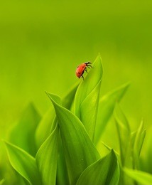 ladybug sitting on a green grass