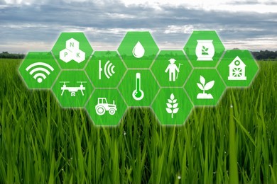 iot, internet of things,farmer agriculture concept, smart farm with robotic icon (artificial intelligence/ ai) use for management , control , monitoring, and detect with the sensor in the farm, field.