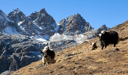 yak, group of three yaks on the way to everest base camp, nepal himalayas yak is farm an d caravan animal in nepal and tibet