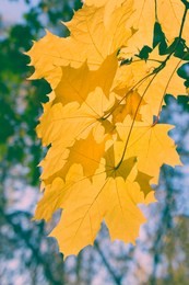 branch of yellow autumn maple leaves in bright sunlight against a blue sky. bright autumn foliage. shallow depth of field