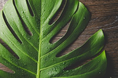 beautiful green bright monstera deliciosa leaf( also known as swiss cheese plant) with water drops indoors, contrast light, dark brown wooden background. copy space.