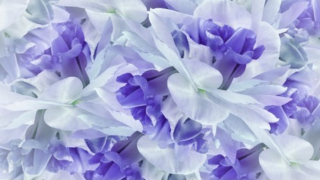 floral blue background. flowers white-blue irises close up. flower composition. nature.