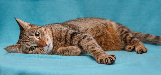 beautiful grey striped cat on blue background
