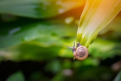 snail on top leaf tree on blurred green leaf tree background. shelled gastropods have a coiled shell that is large enough for animal. it catching on top of leaf tree 