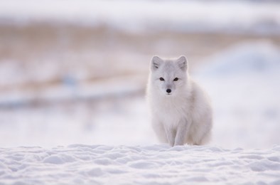 white arctic fox pyramiden, svalbard