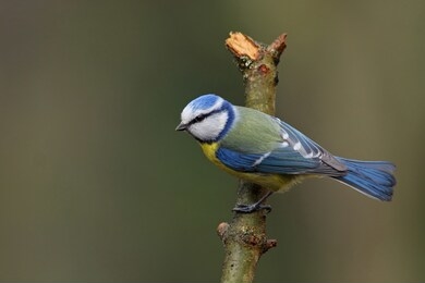 in wild bird life they have to kill to live.