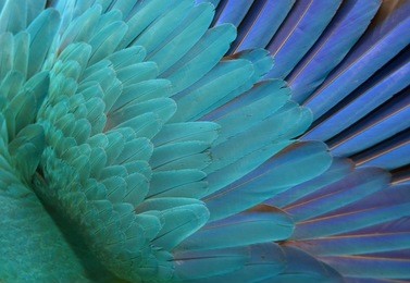 blue parrot feathers. background