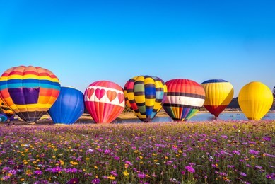 colorful hot air balloon competition in singha park chiangrai international balloon fiesta 2018  with beautiful cosmos field