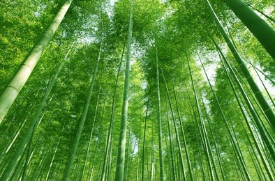 the flourish bamboo forest with glorious morning sunshine.