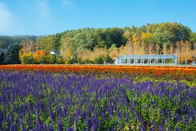 colorful lavender field in tomita farm, hokkaido, japan