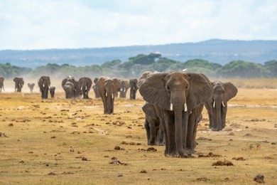 plenty of elephants crossing road in amboseli national park in kenya