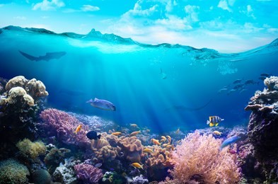underwater view of the coral reef.